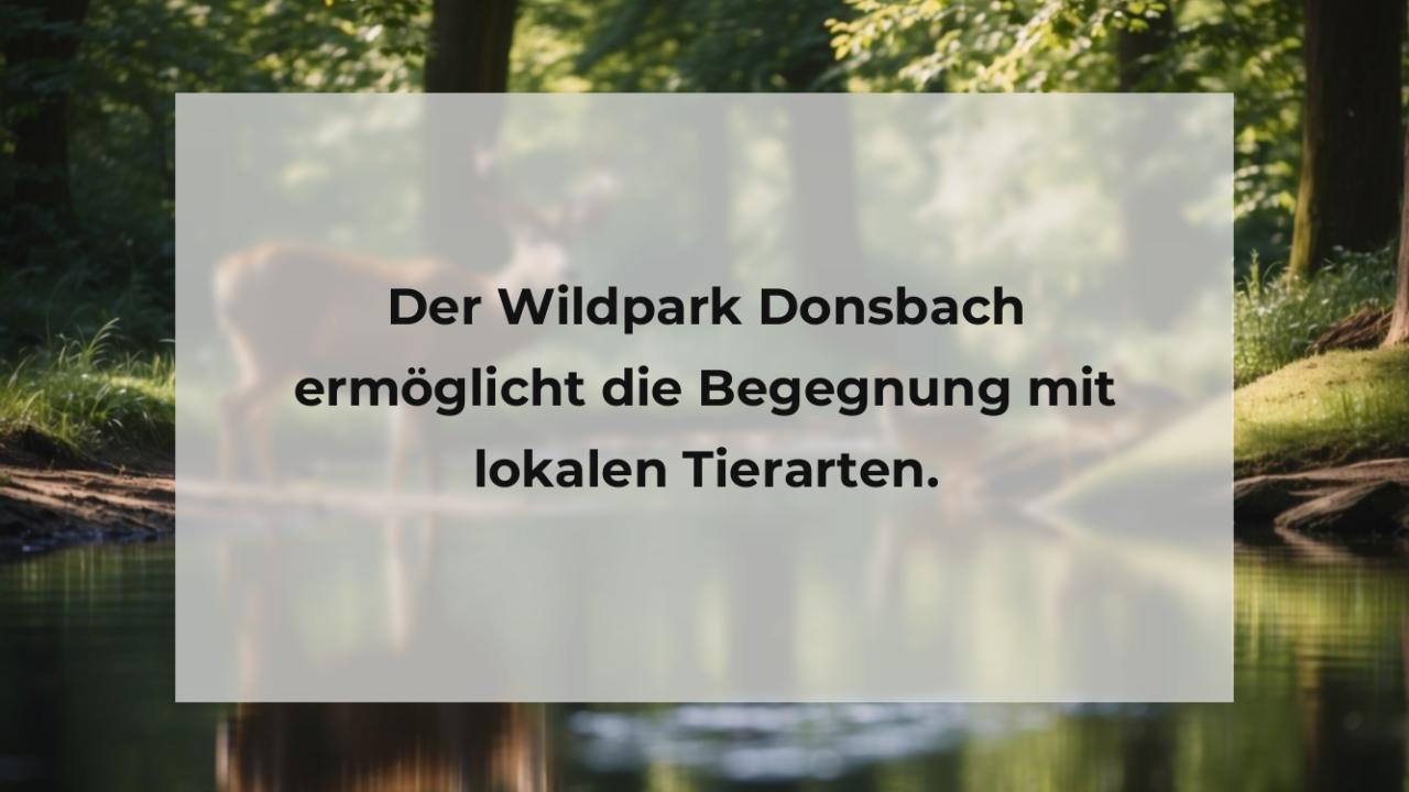 Der Wildpark Donsbach ermöglicht die Begegnung mit lokalen Tierarten.