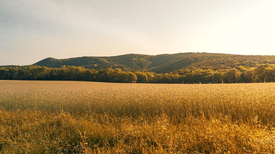 die besten outdoor aktivitaeten in floersheim am main fuer jeden abenteuerlustigen